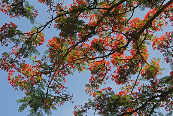 Flammenbaum (Delonix regia)